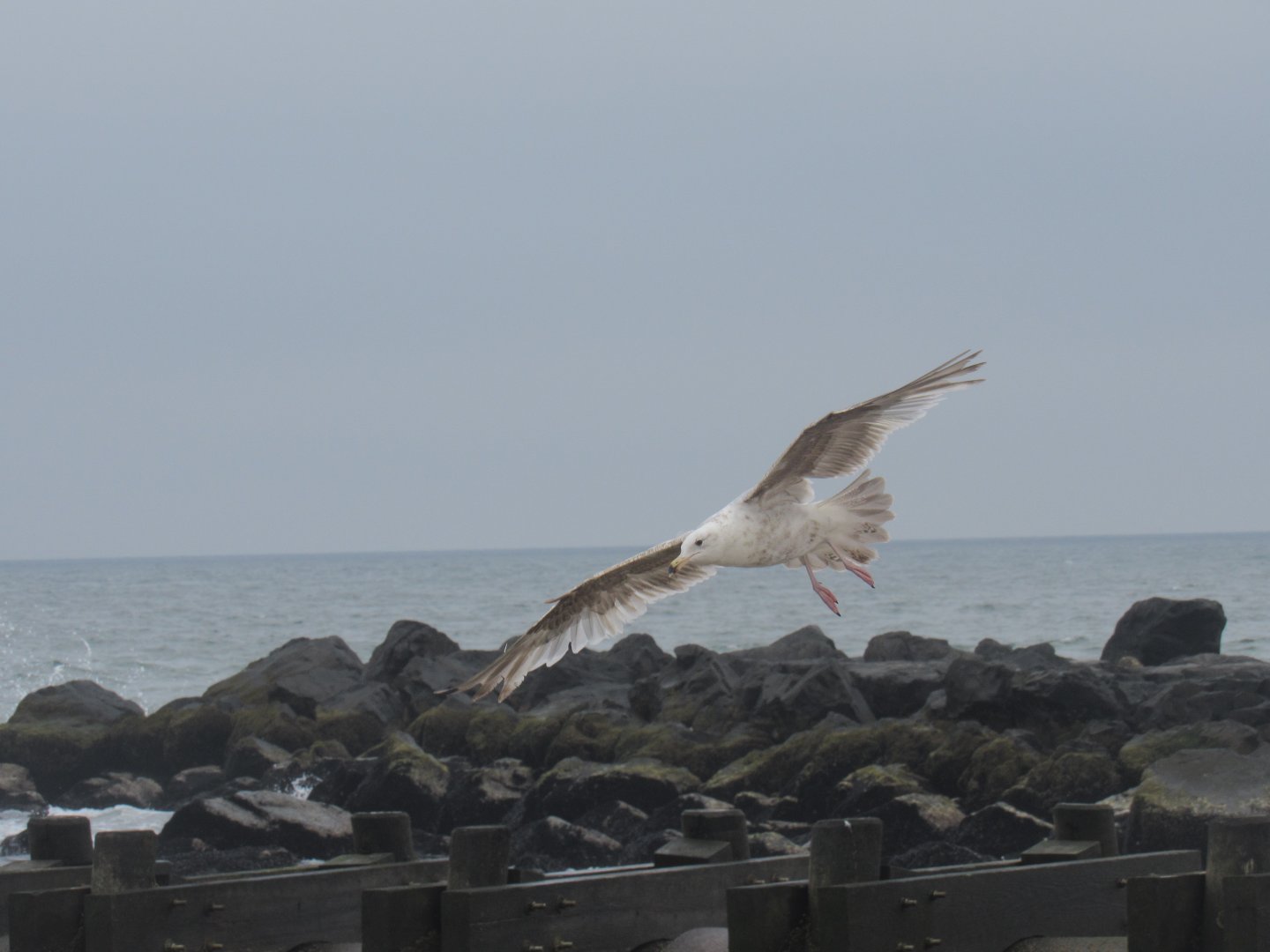 Can someone help Idendify this species of gull?