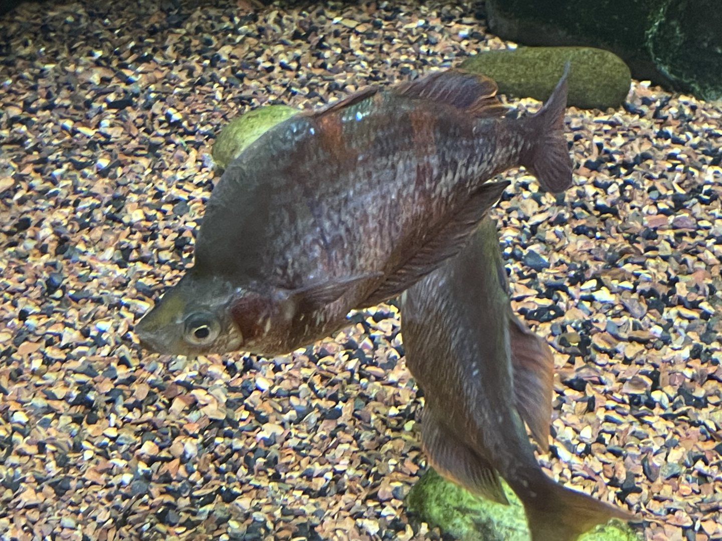 can someone id this fish