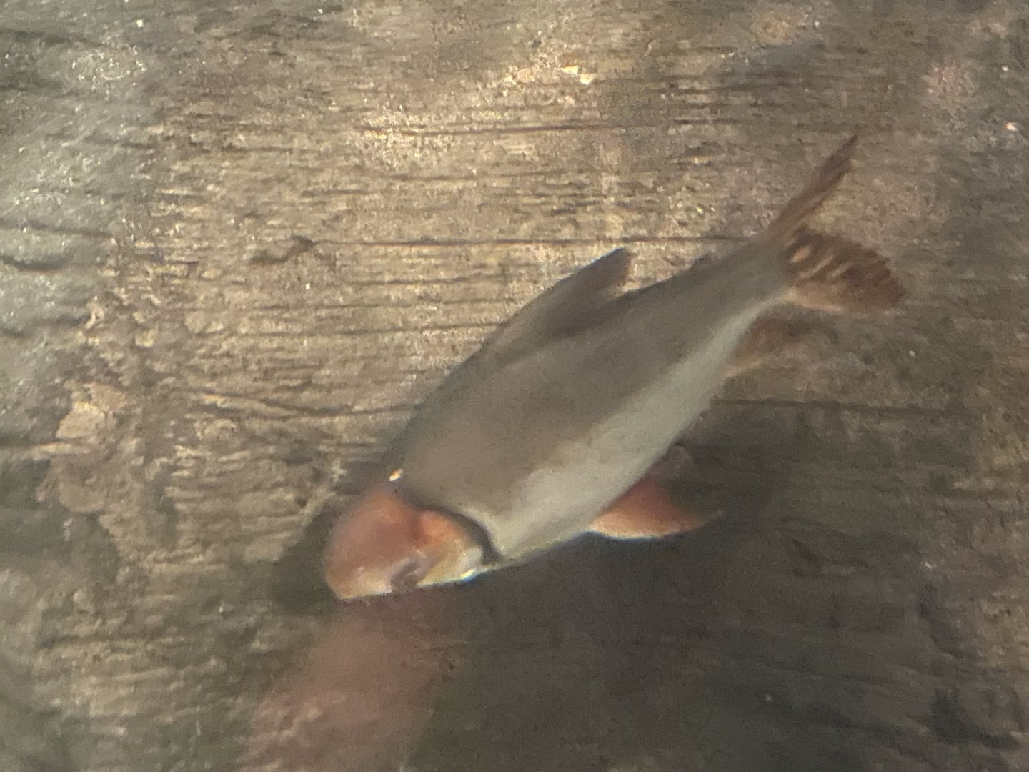 can someone id this fish