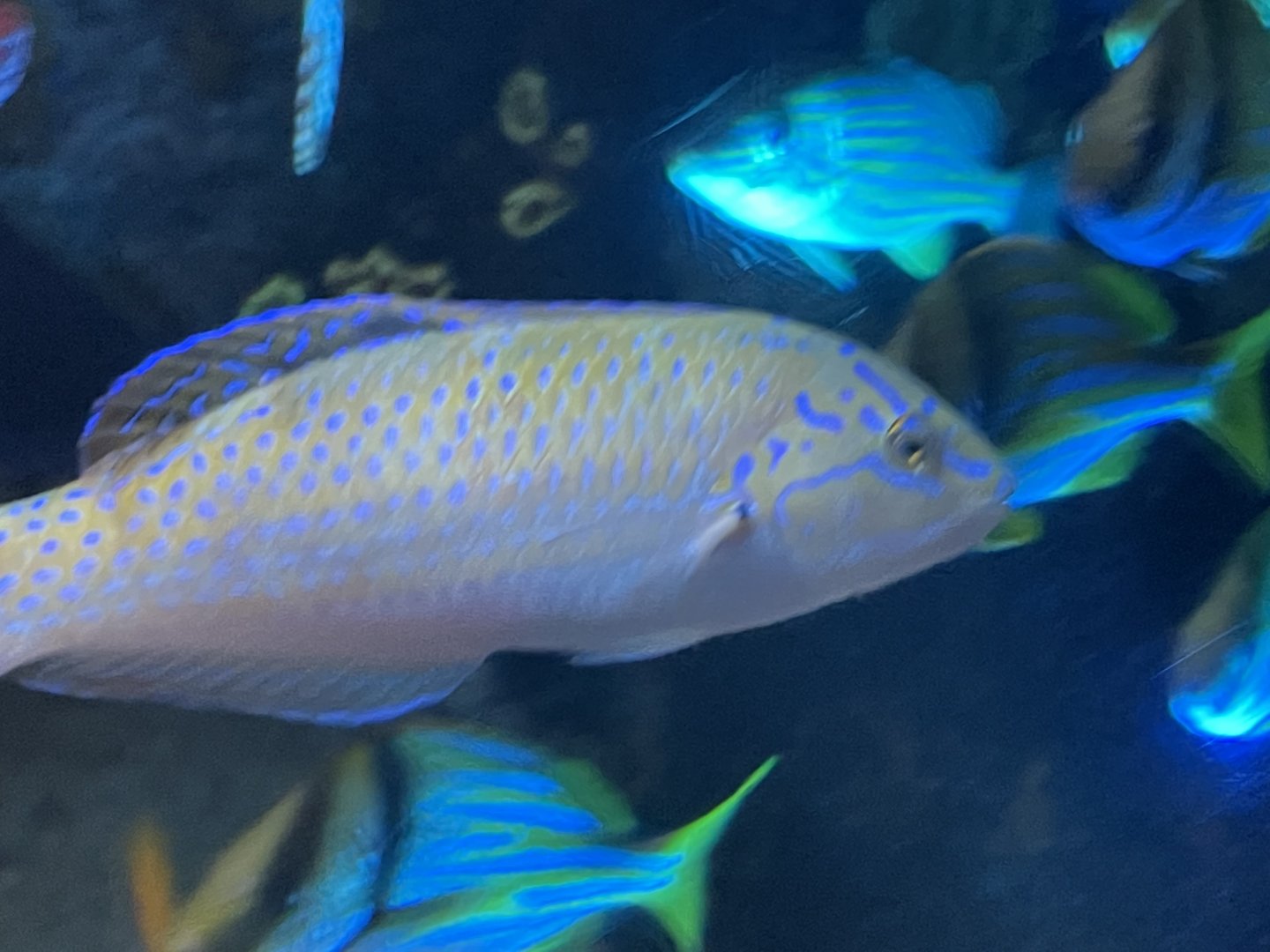 can someone id this fish