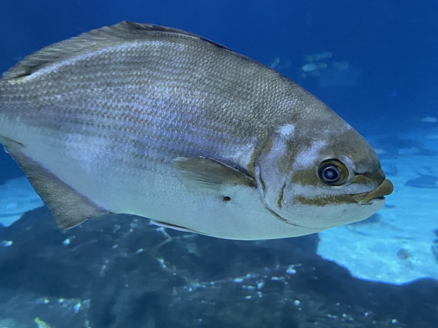 can someone id this fish