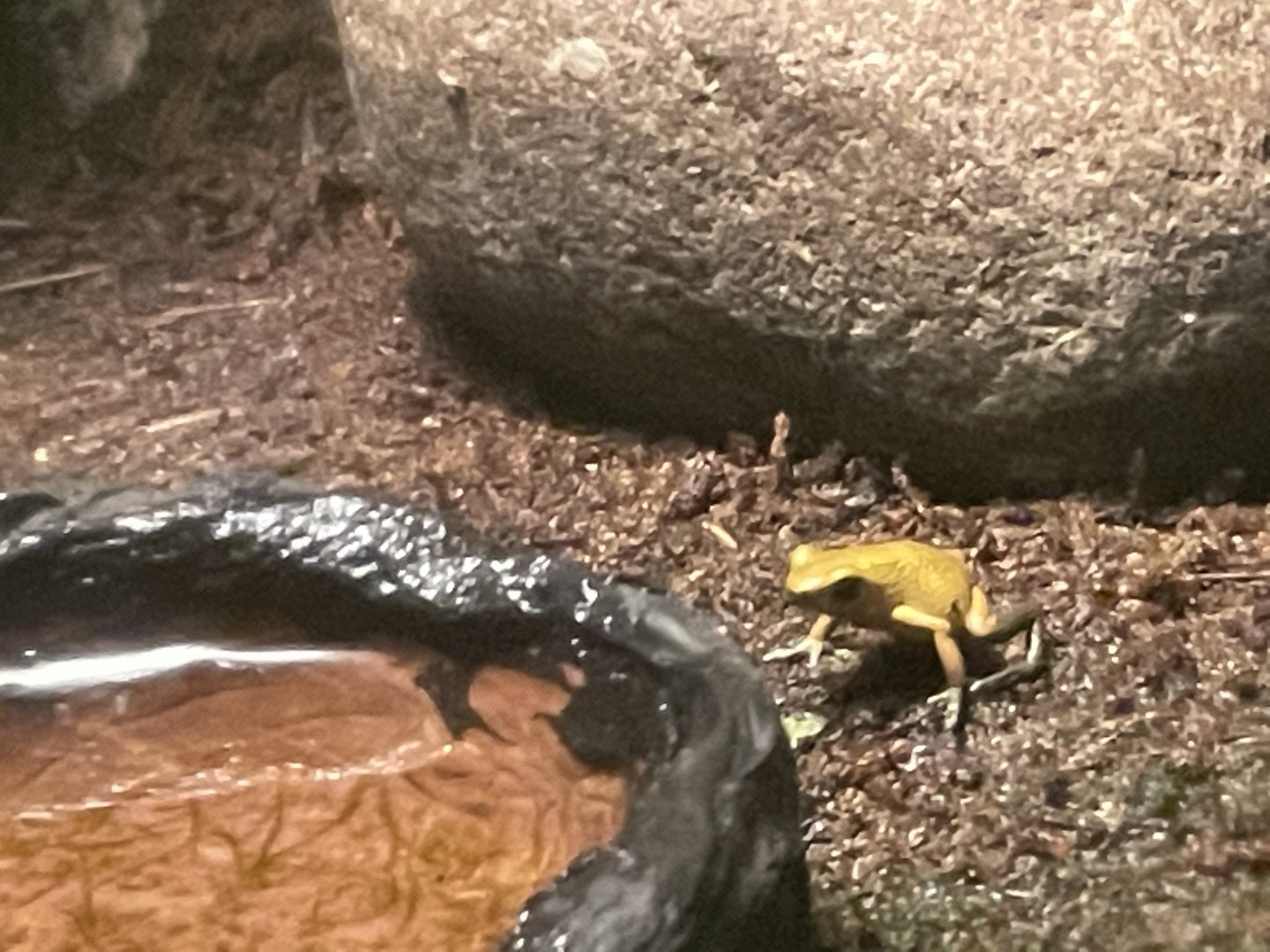 can someone id this frog