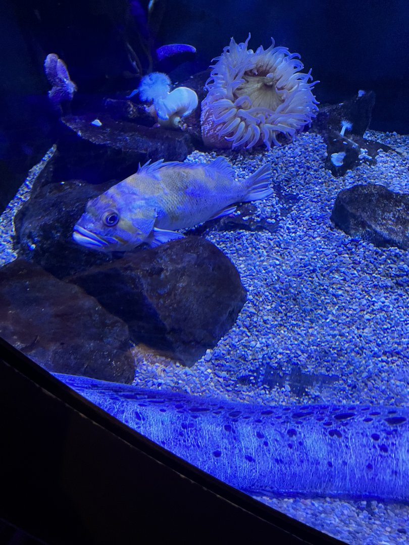 Can someone id(unsigned fish in wolf eel exhibit)