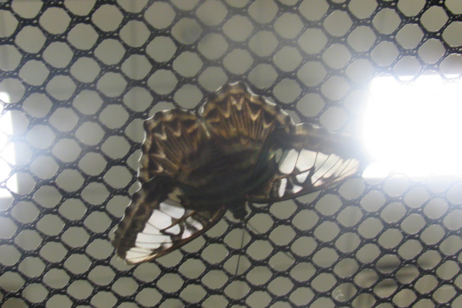 can someone identify