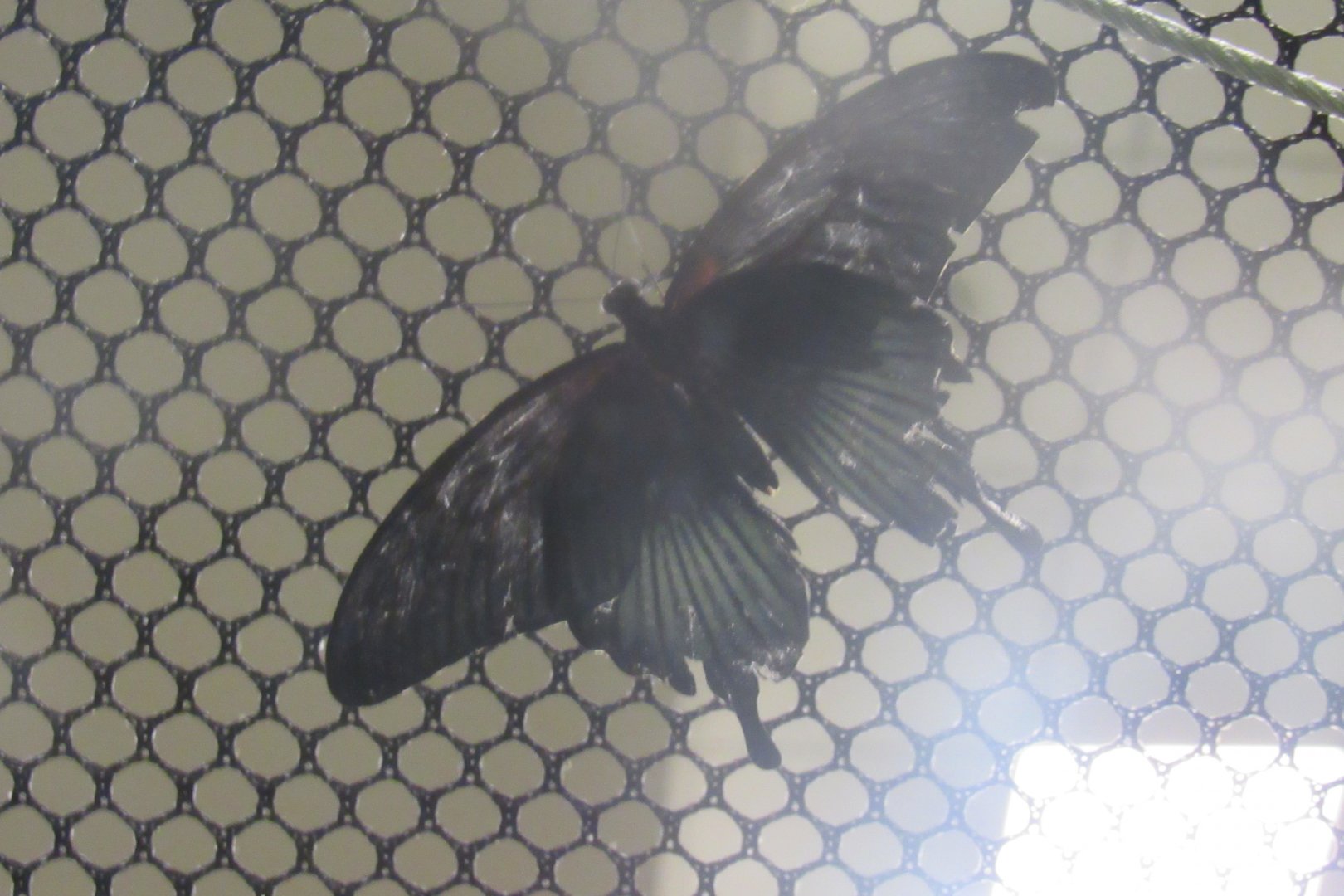 can someone identify