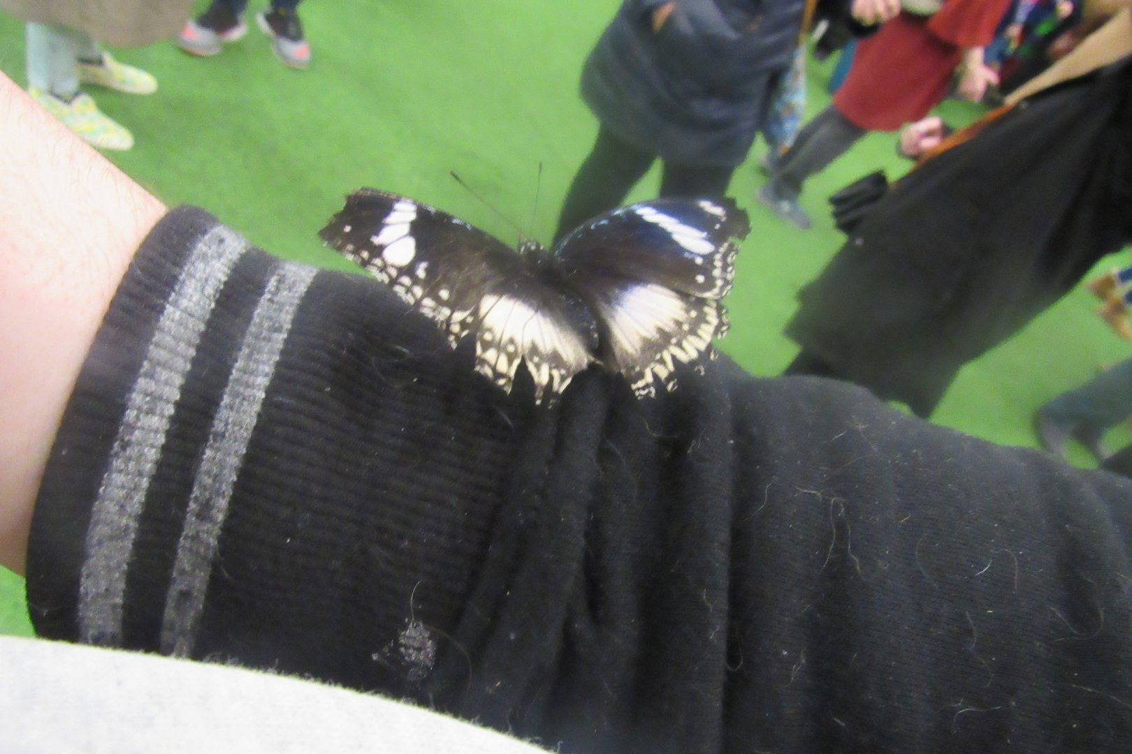 can someone identify