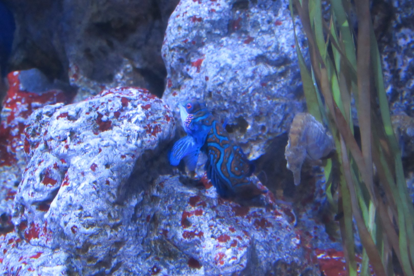 can someone identify