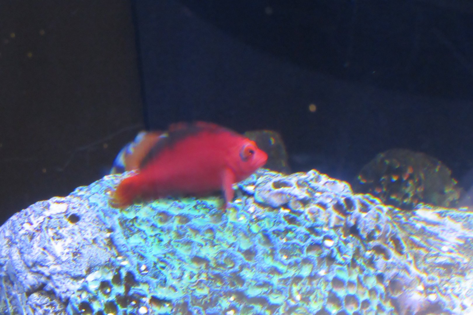 can someone identify