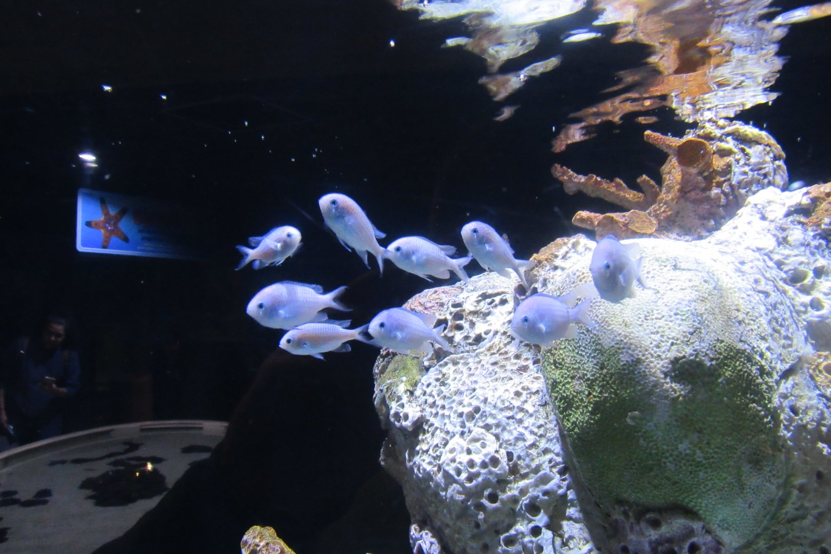 can someone identify