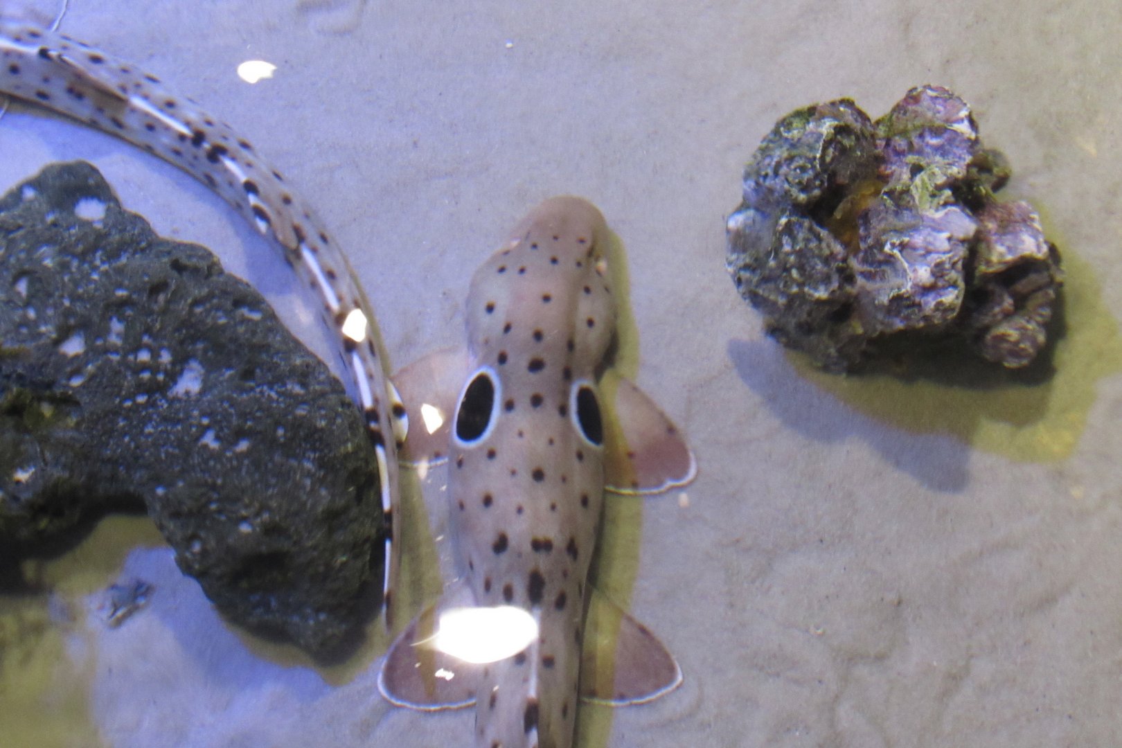 Can someone identify