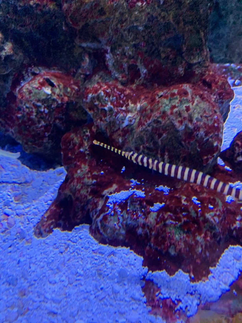 Can someone identify