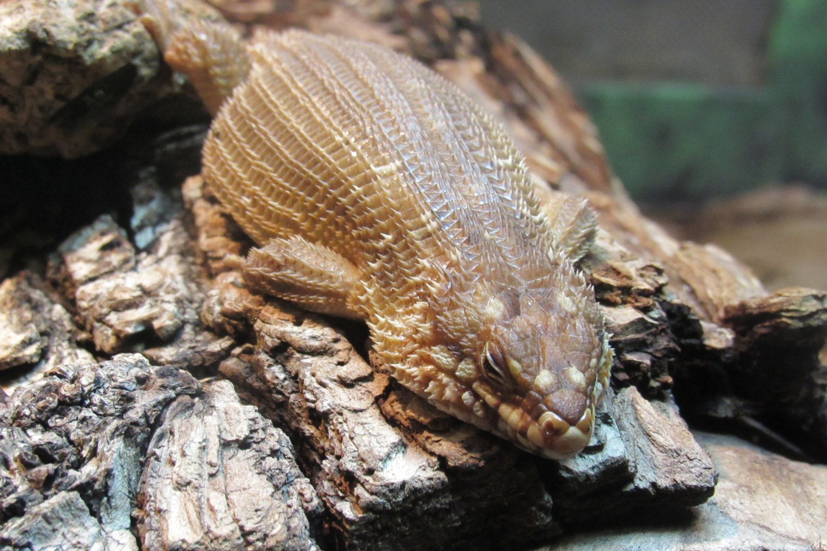 Can someone identify