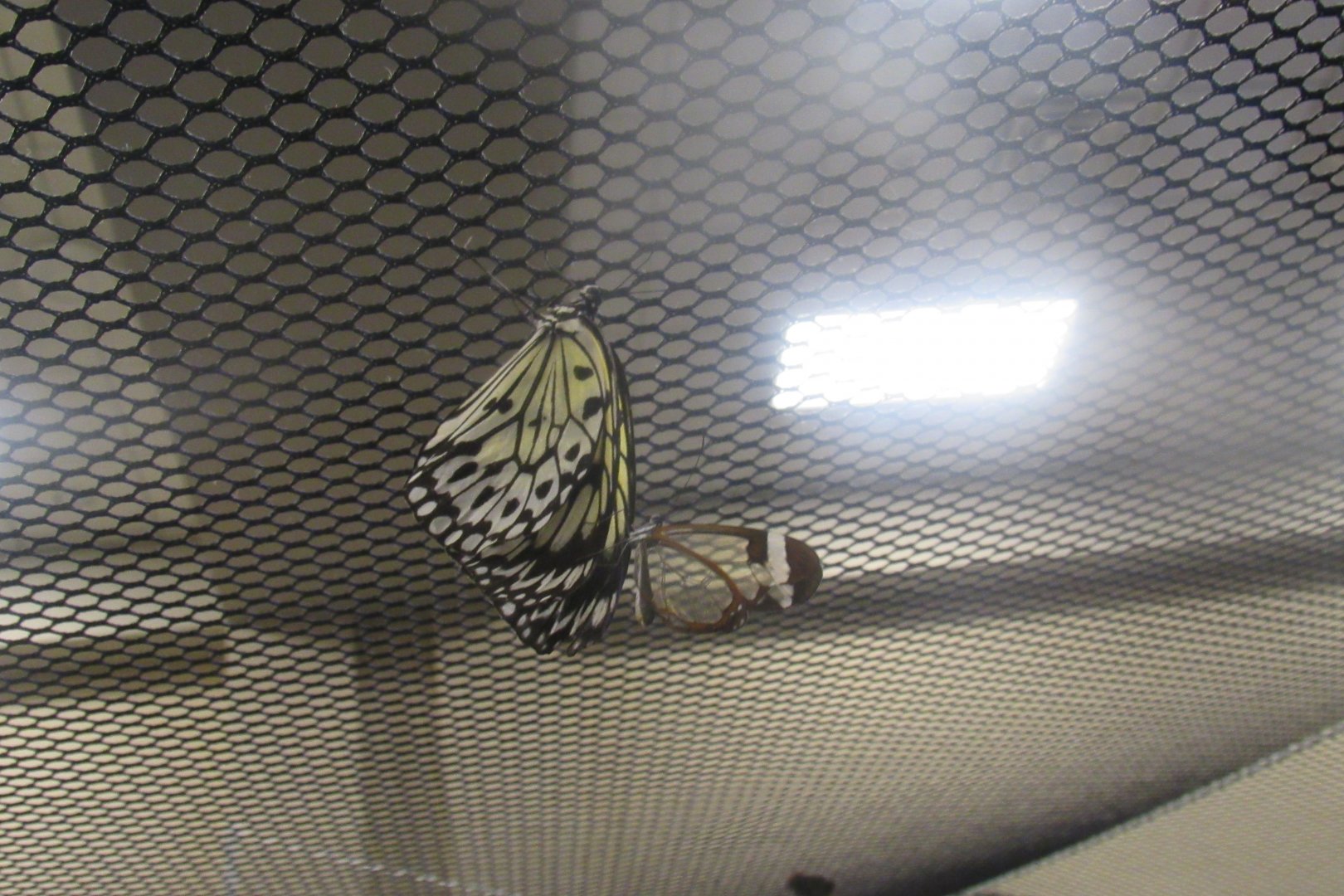 can someone identity both species in this photo