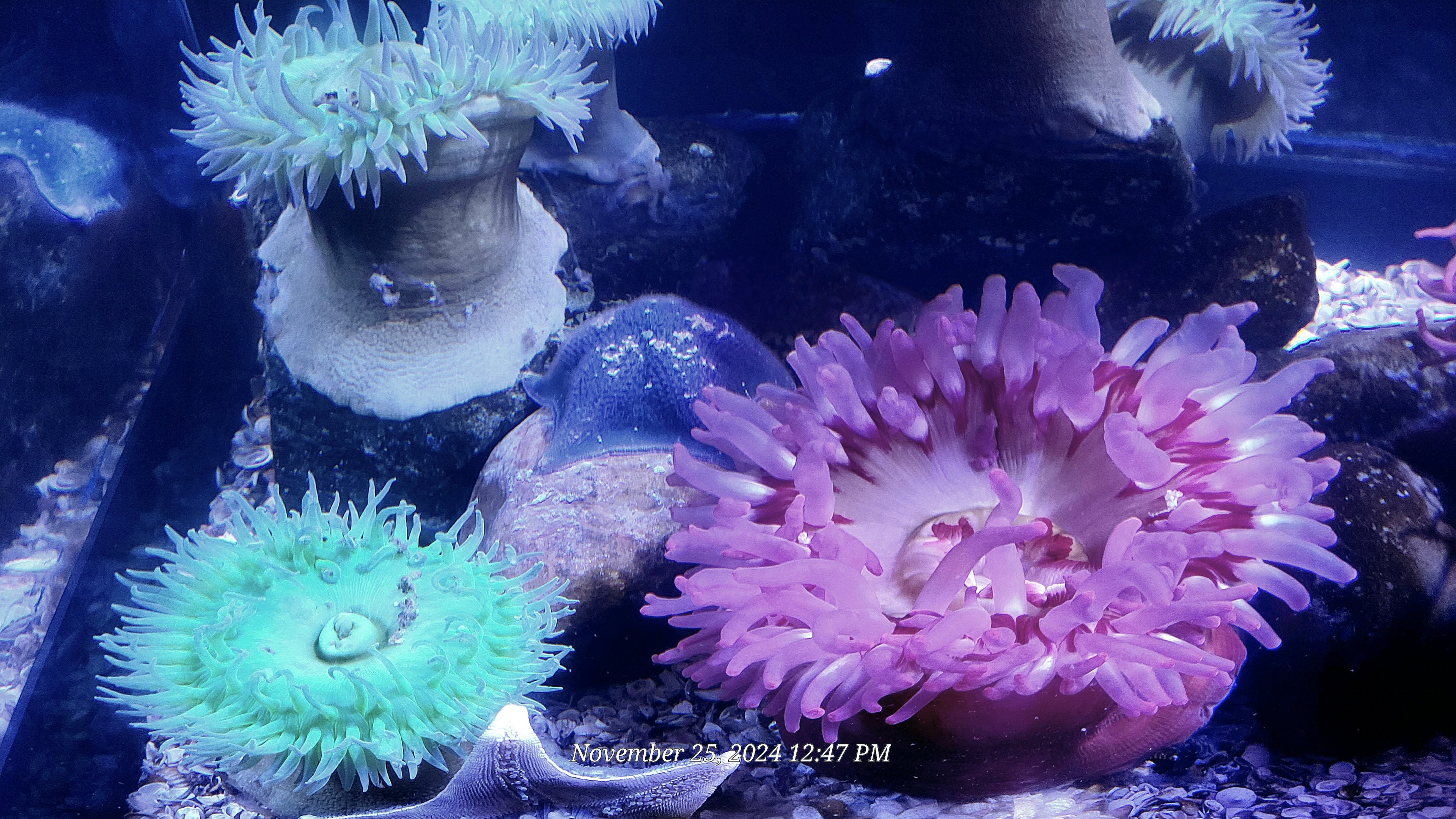 Can someone please help identity these anemones?
