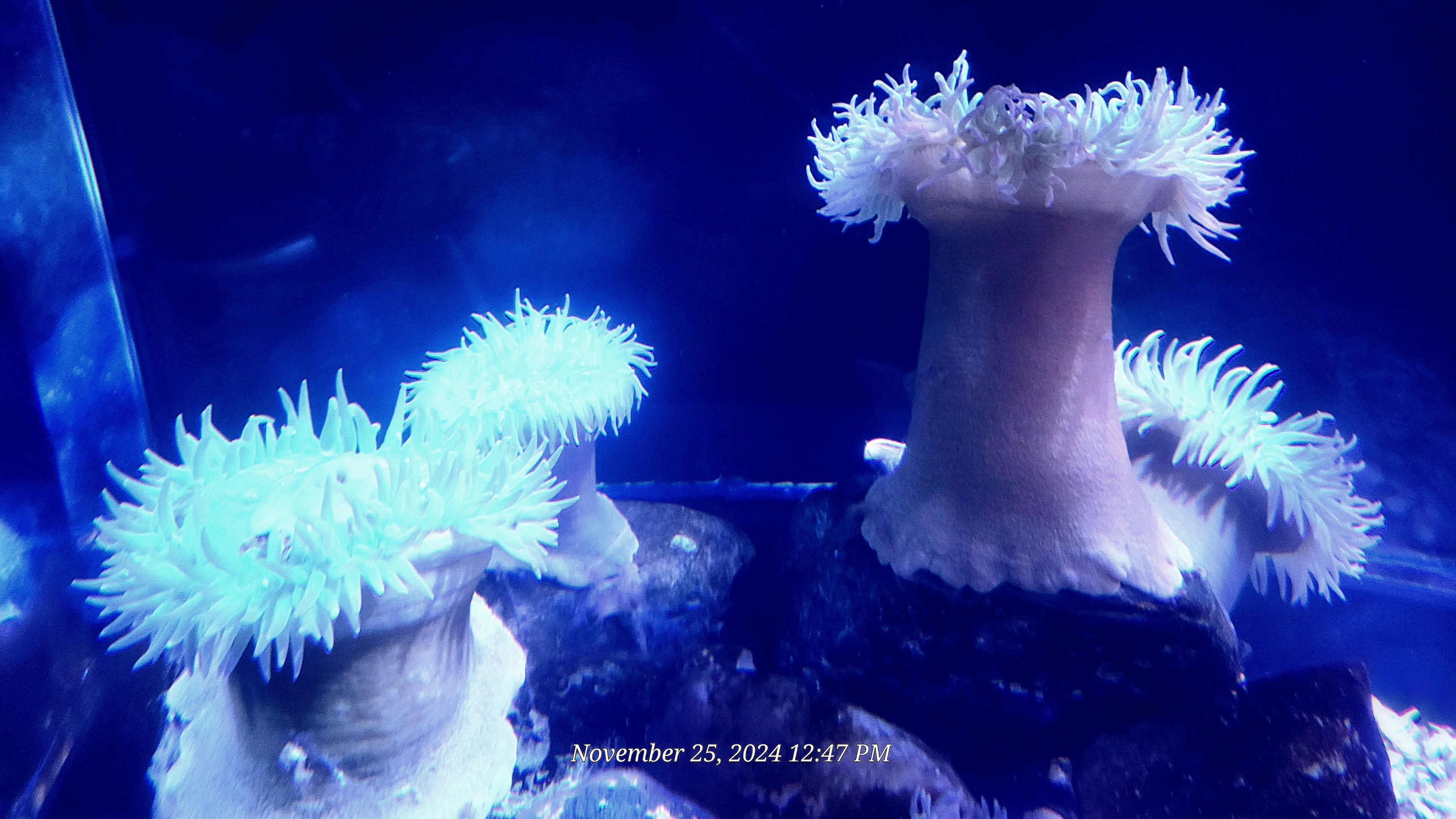 Can someone please help identity these anemones?