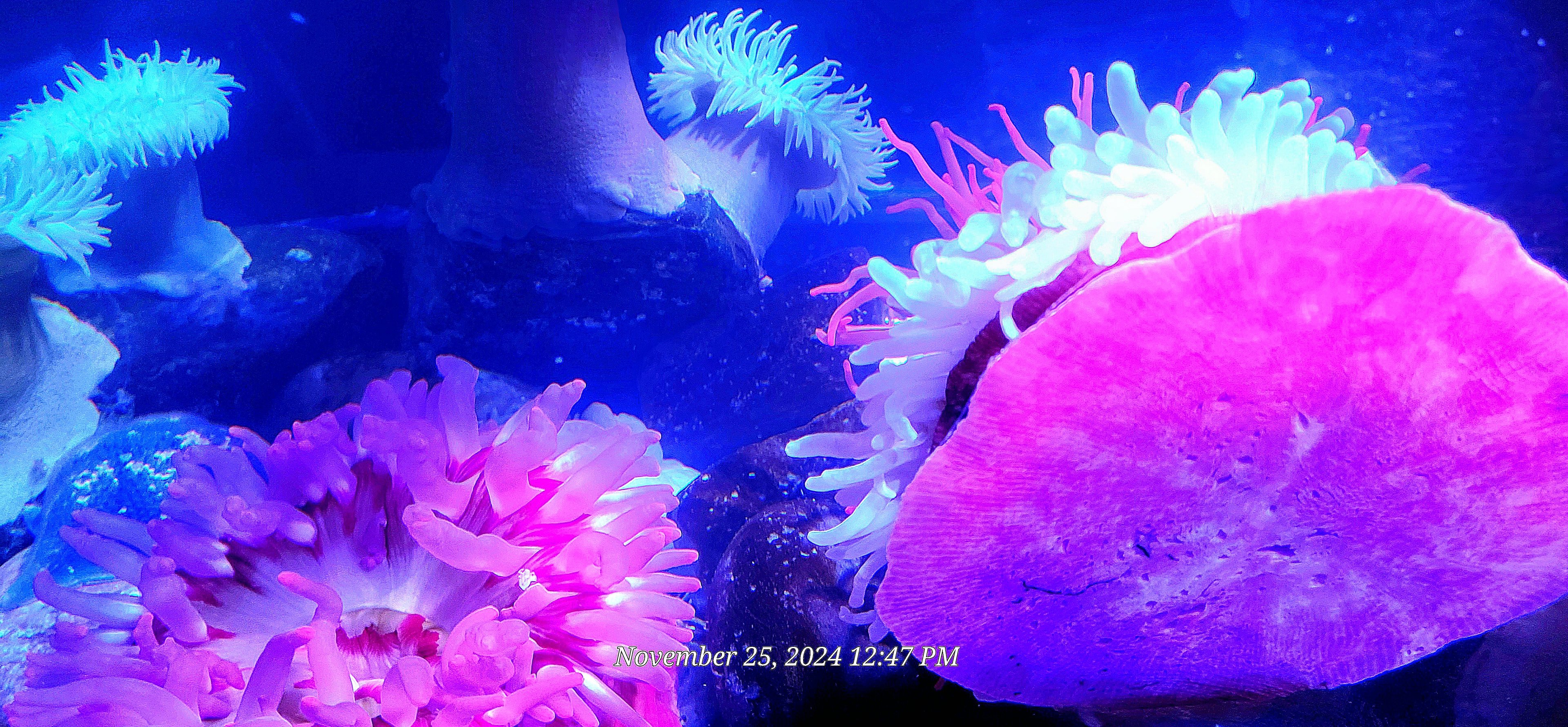 Can someone please help identity these anemones?