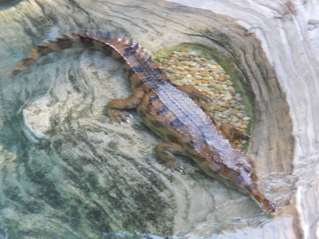 Can you ever have enough tomistoma pictures?