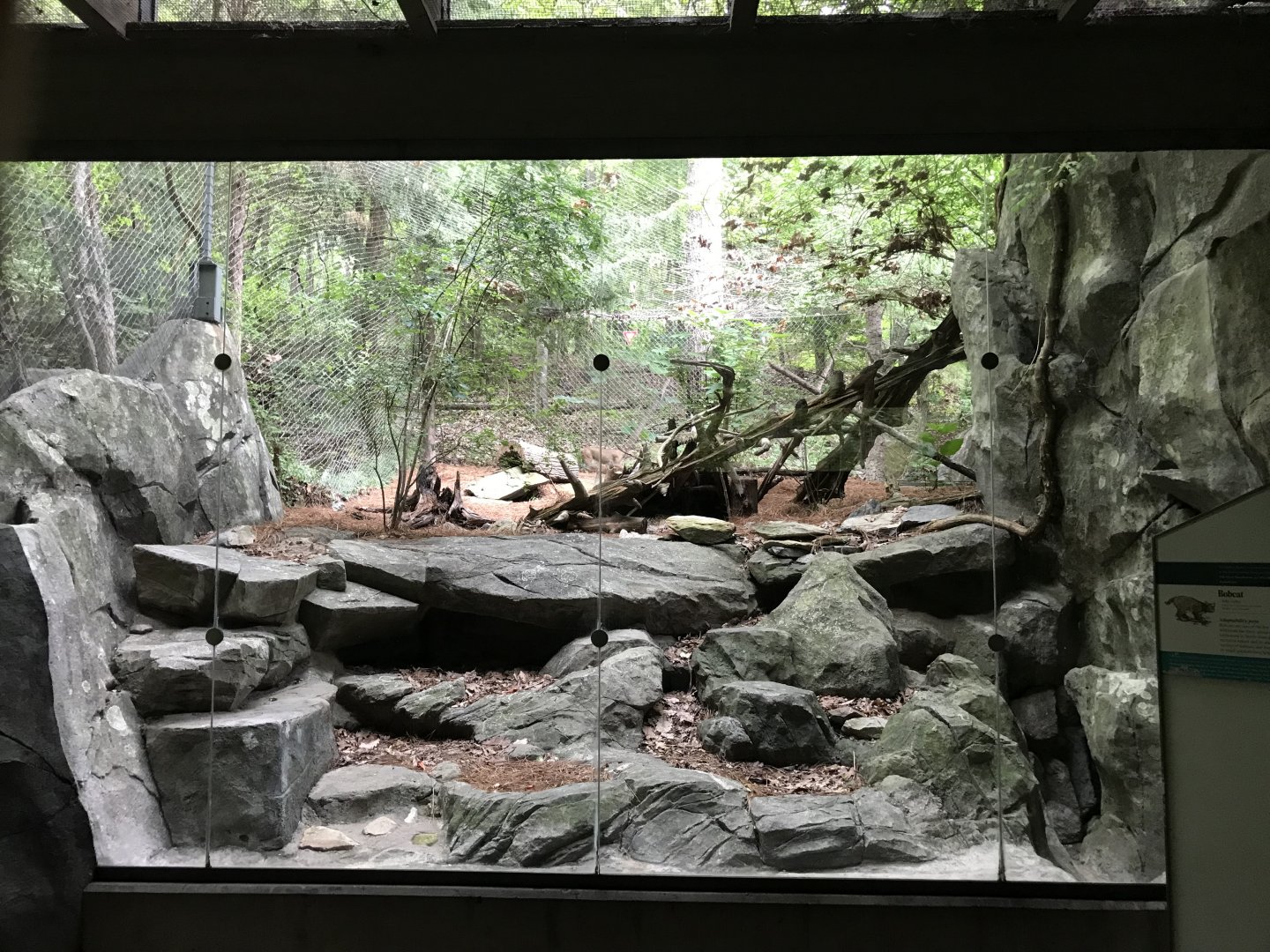 Can you find the Bobcat?