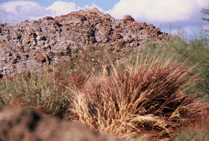 Can you find the cheetah?