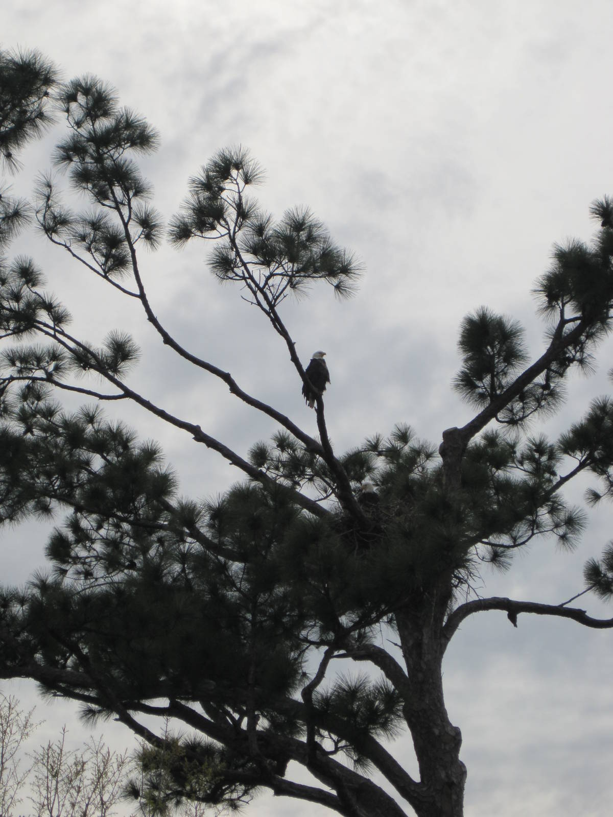 Can You Find The Eagle?