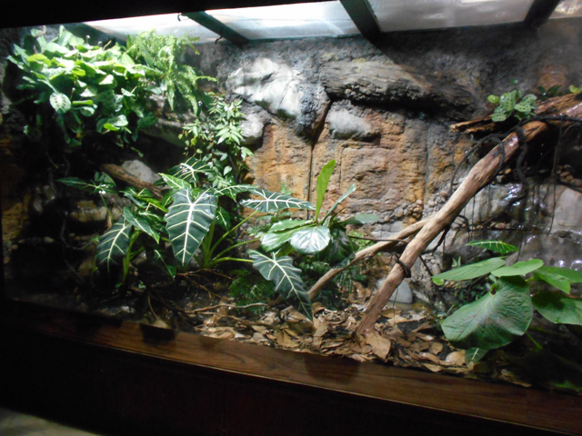 Can you find the gabon viper?