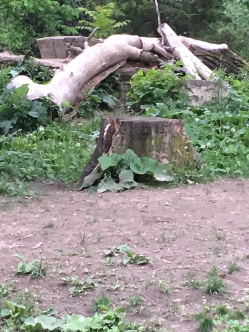 Can you Find The Wolf Pup?