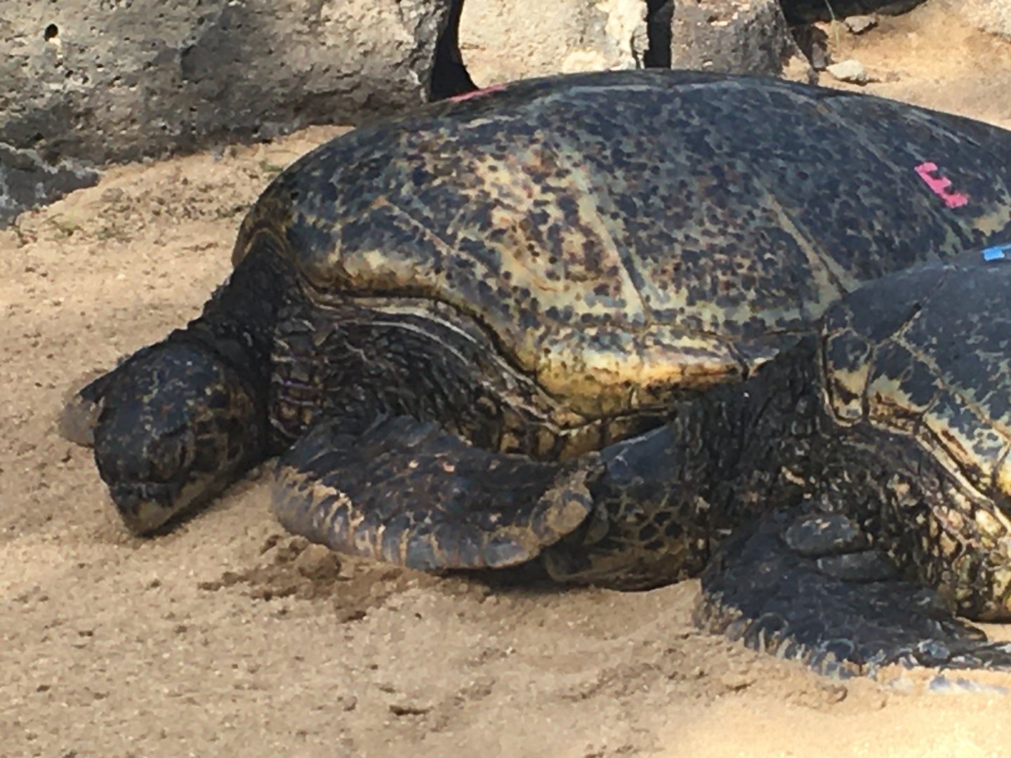 Can you get your flipper out of my face, please?