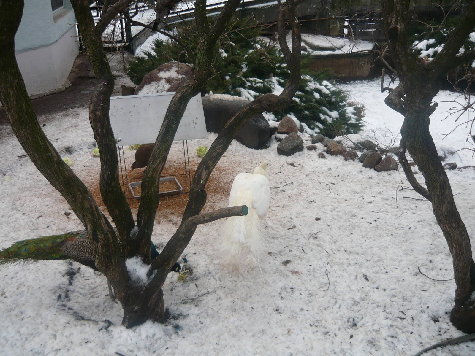 Can you see a peacock?