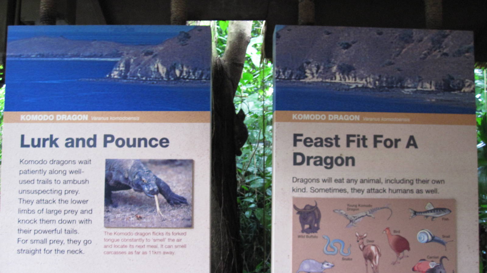 Can you see the Malayan Colugo?