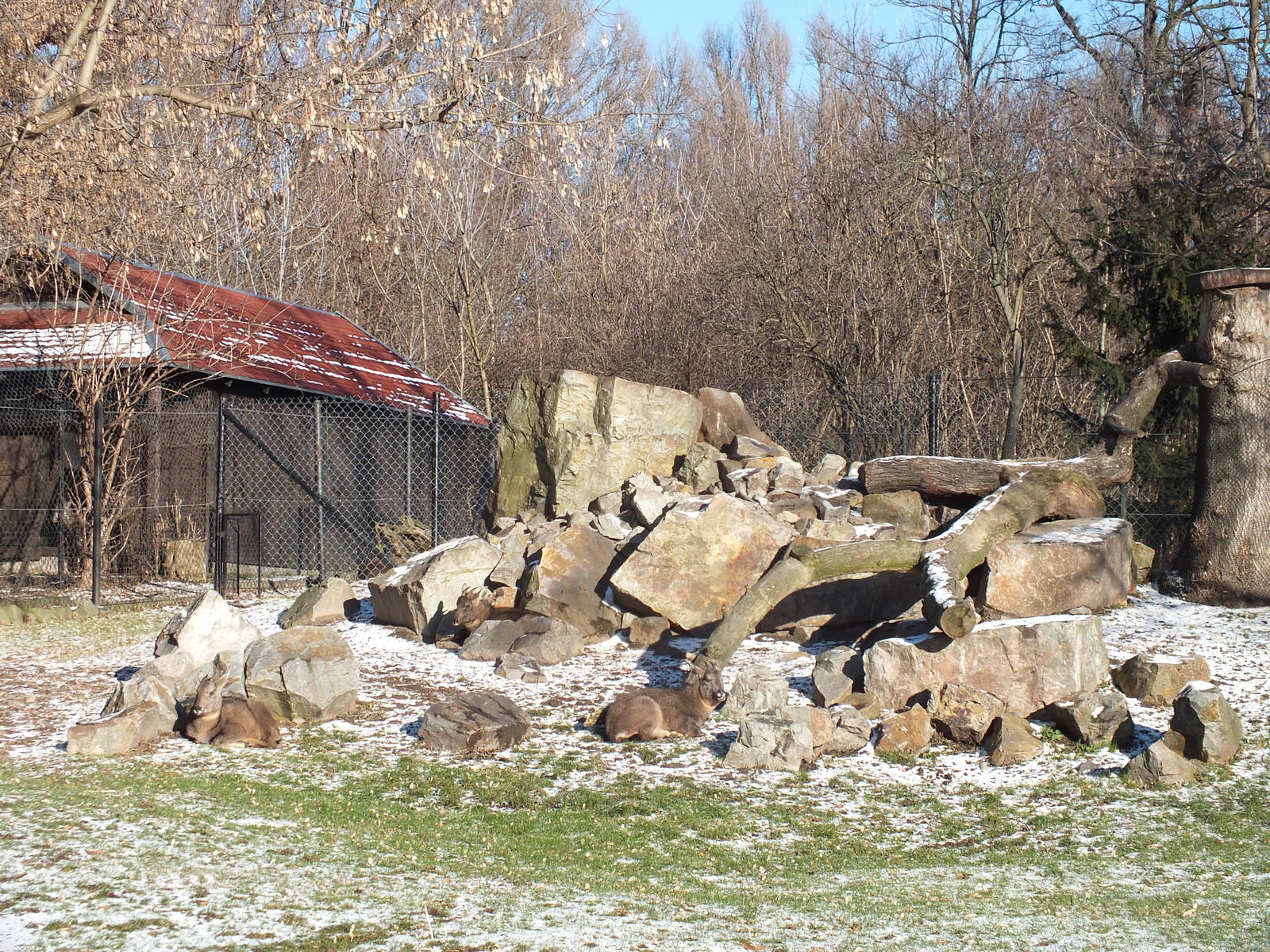 Can you spot 3 gorals?