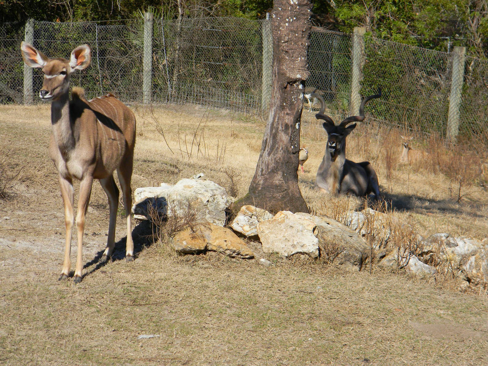 Can you spot the 3 Greater Kudu