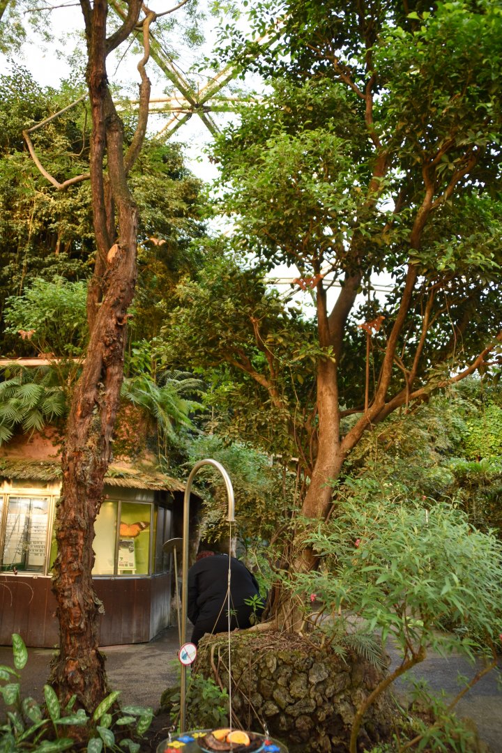 Can you spot the Atlas Moths?