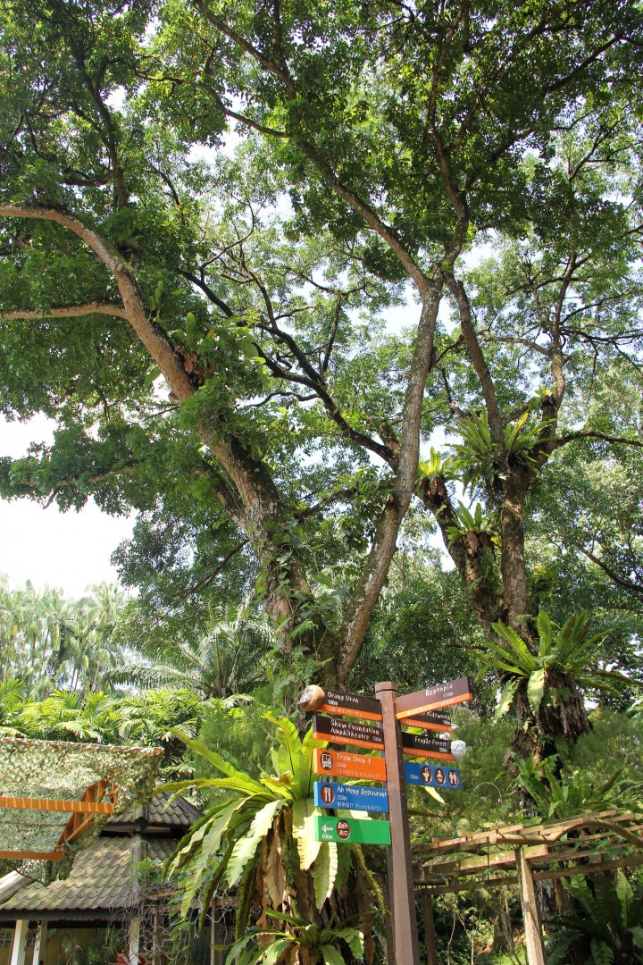 Can you spot the colugo?