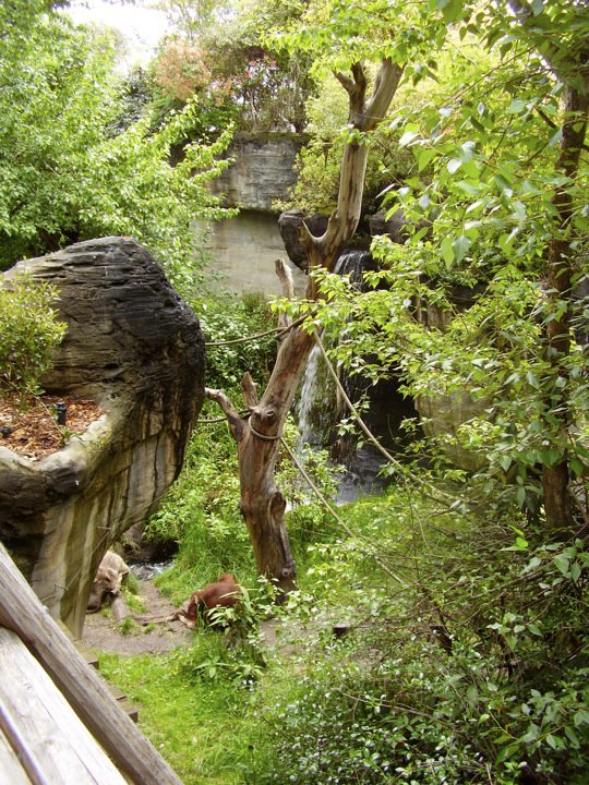 Can you spot the orangutan?