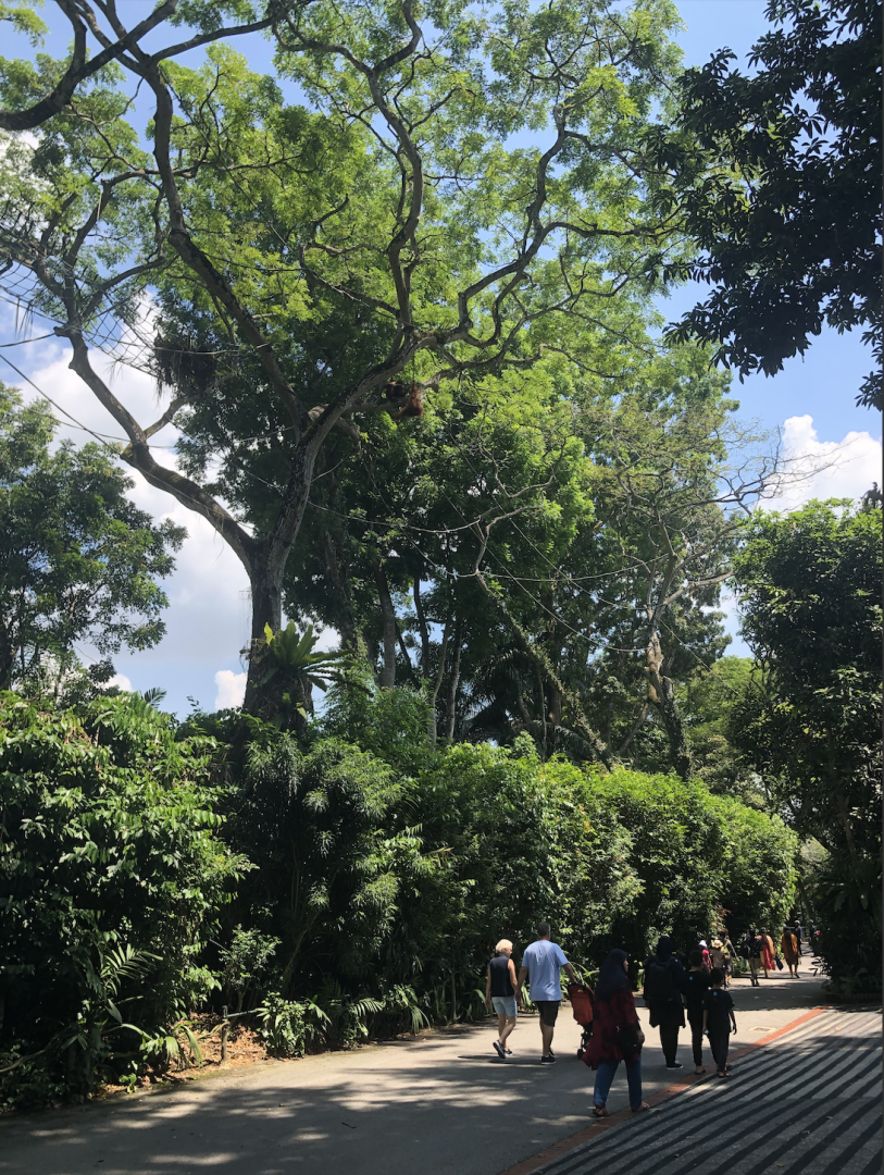 Can you spot the Orangutans?