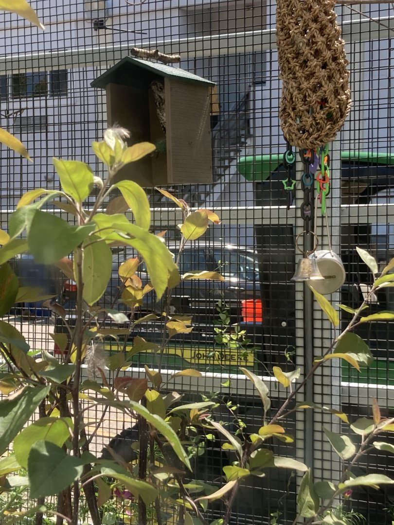 Can You Spot the Owl?