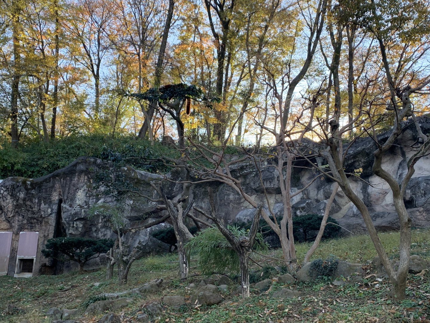 Can you spot the red panda