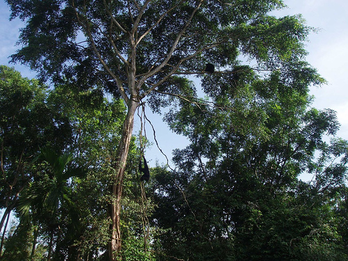 Can you spot the Siamangs?