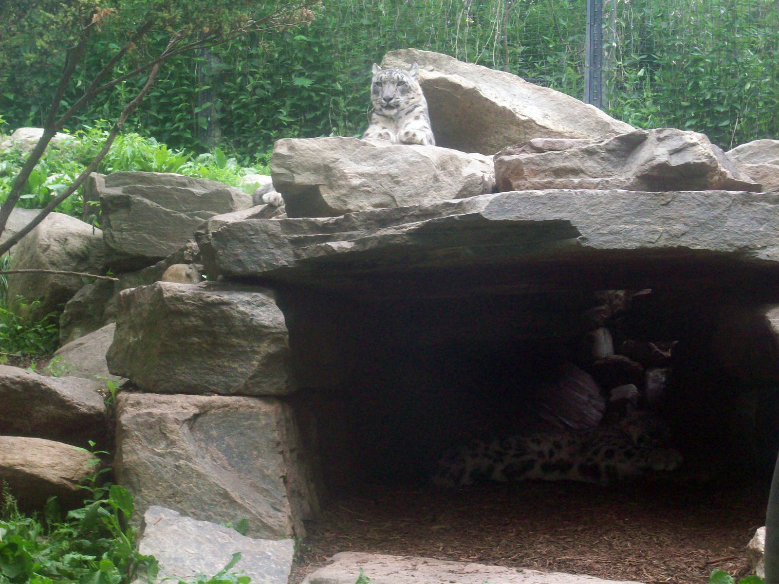 Can you SPOT two snow leopards?