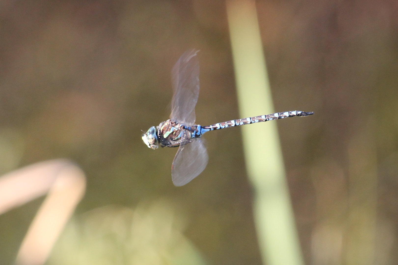 Canada Darner (Aeshna canadensis)