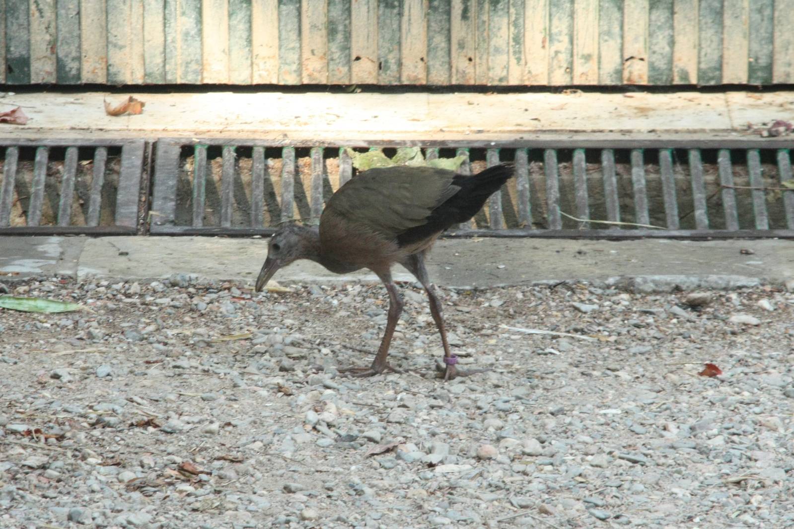 Canada de los Pájaros - parque de aves