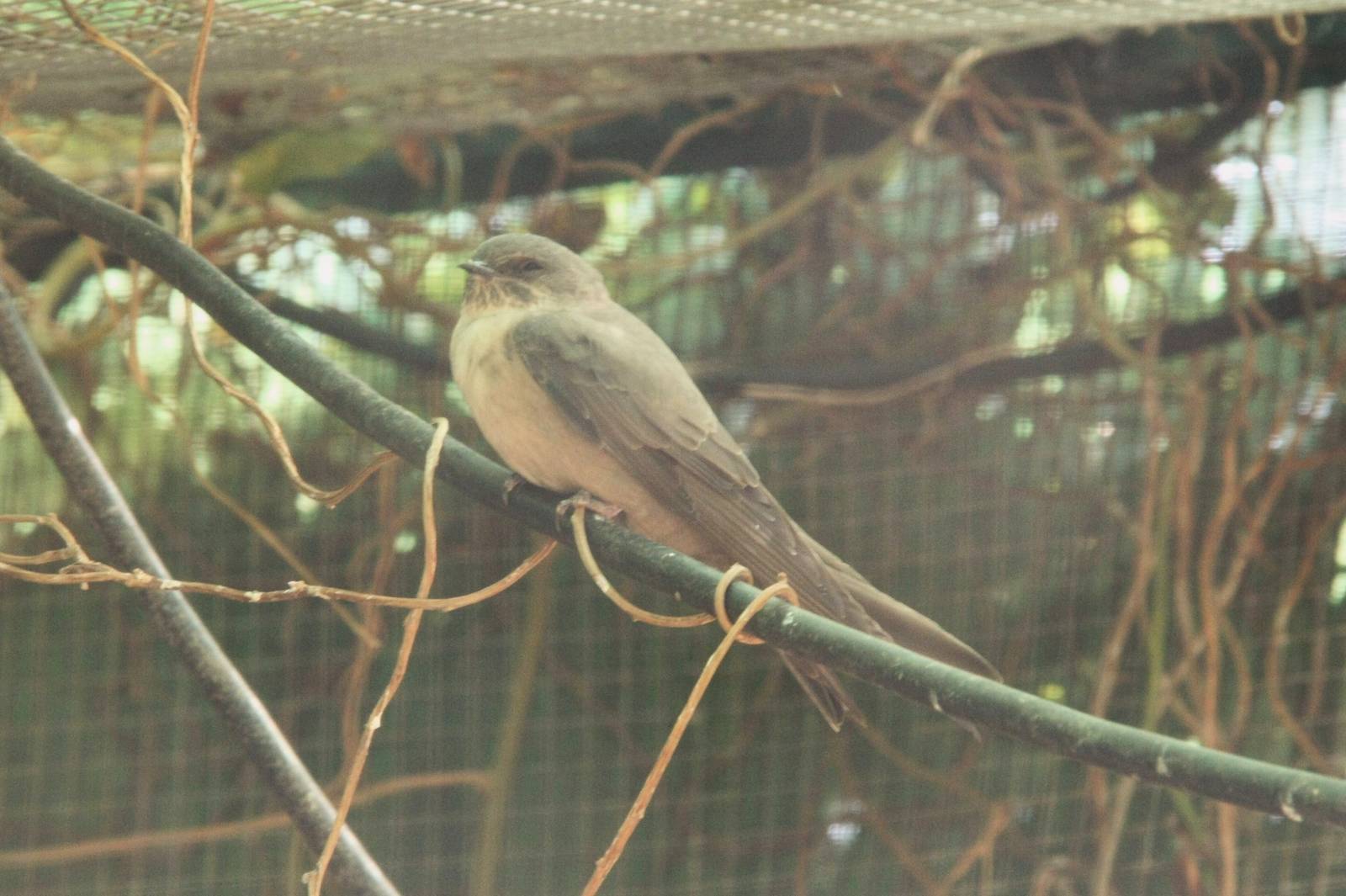 Canada de los Pájaros - parque de aves