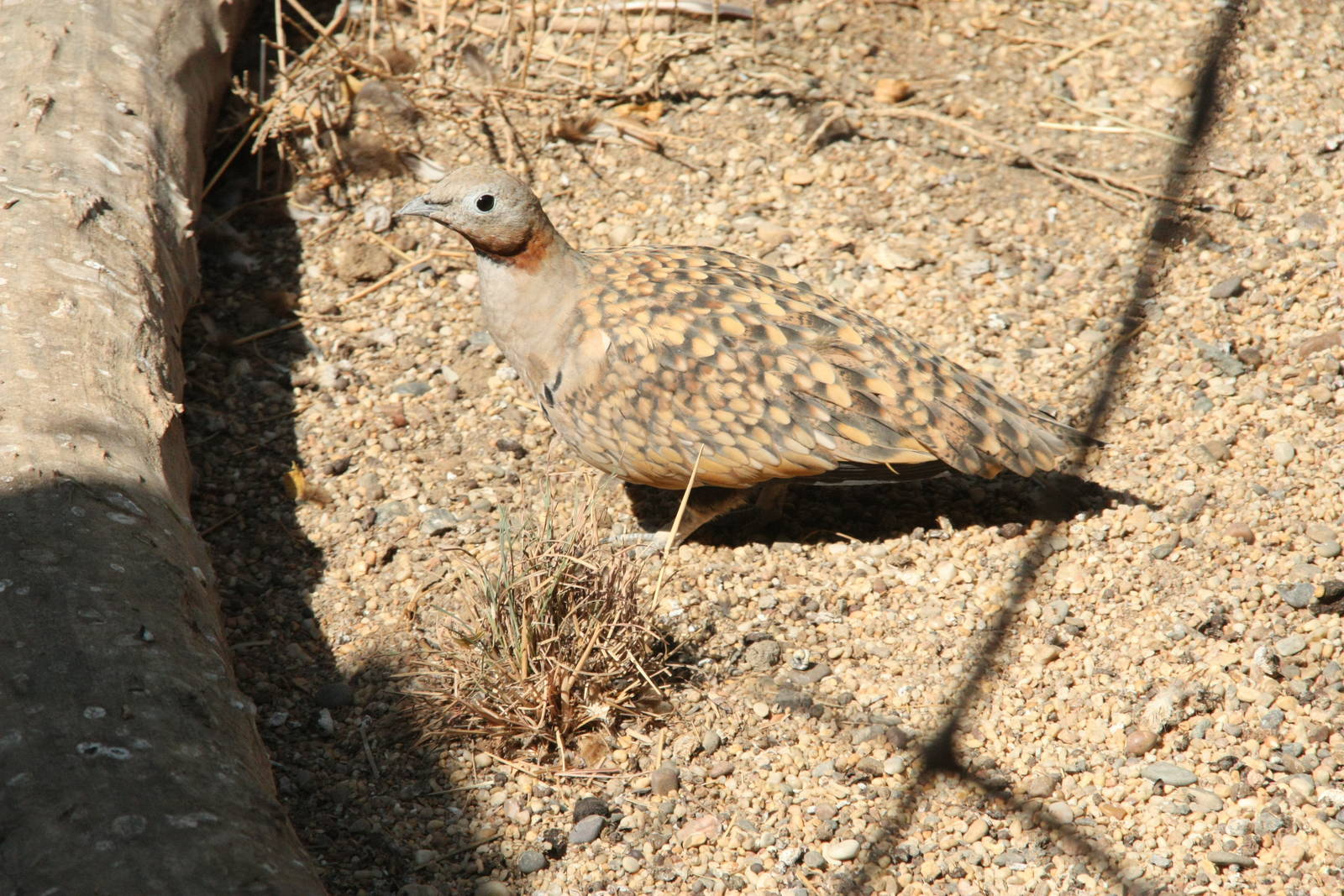Canada de los Pájaros - parque de aves