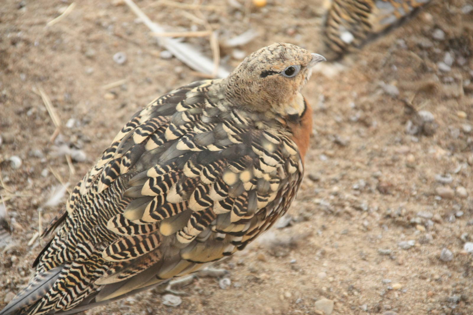 Canada de los Pájaros - parque de aves