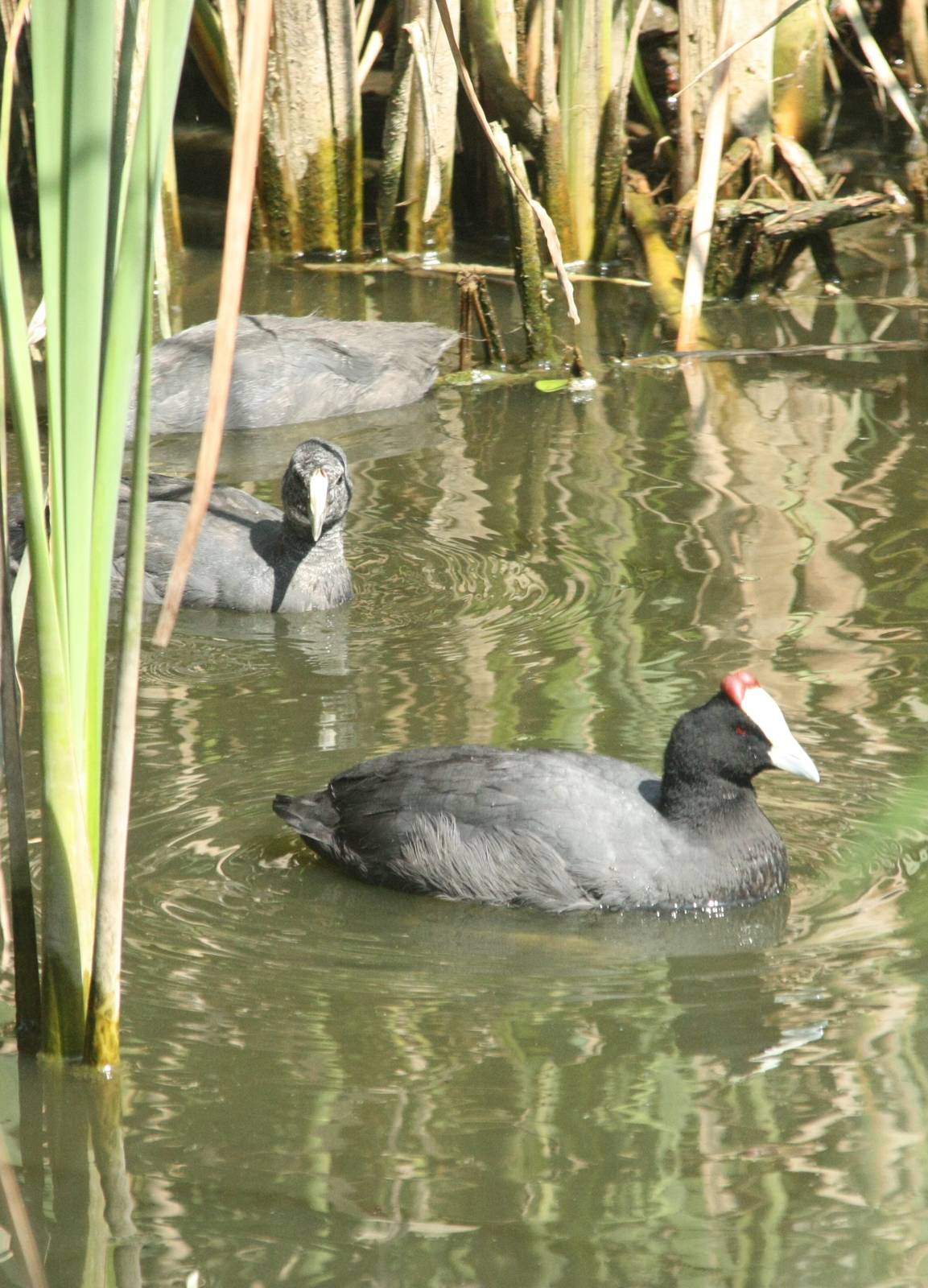 Canada de los Pájaros - parque de aves