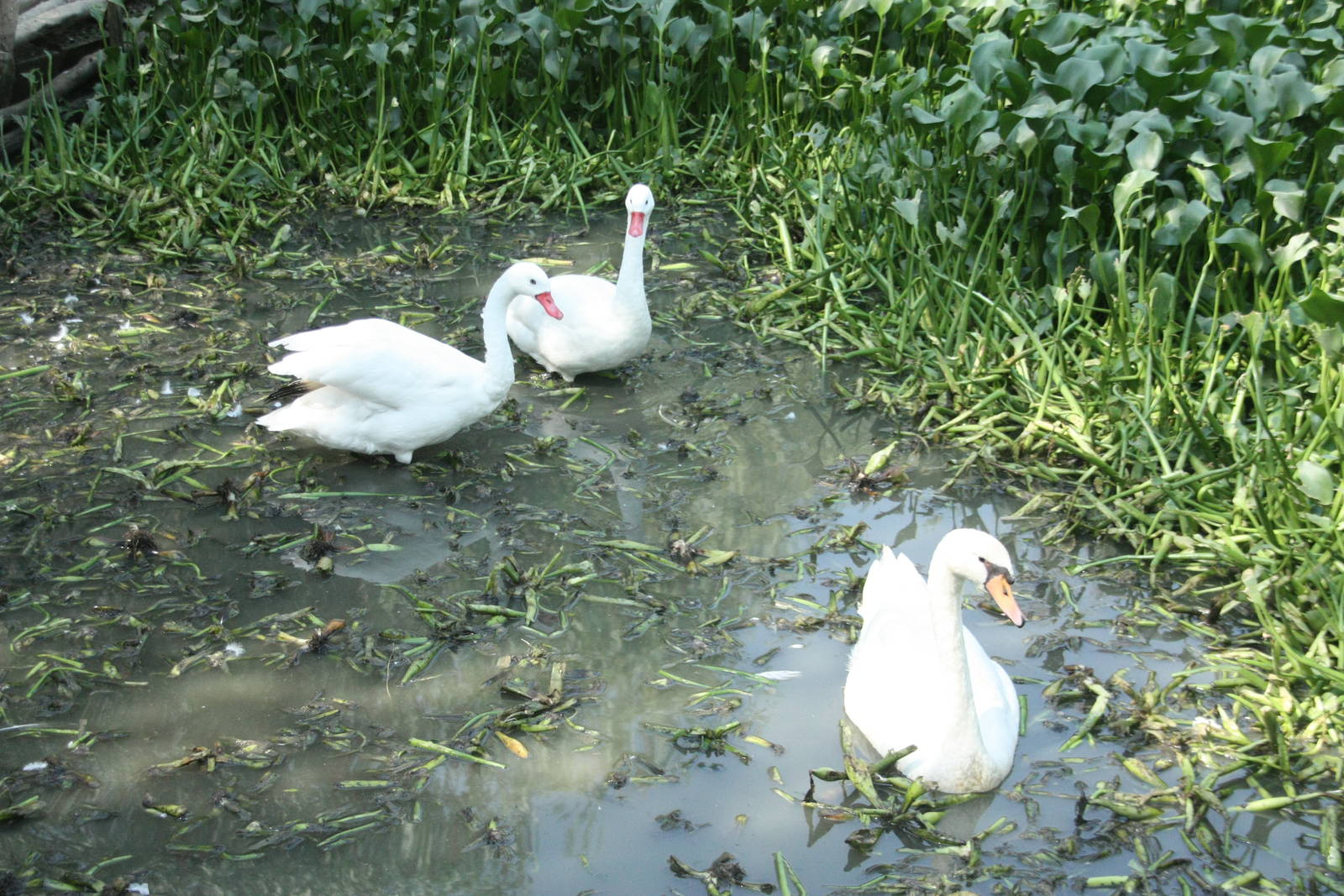 Canada de los Pájaros - parque de aves