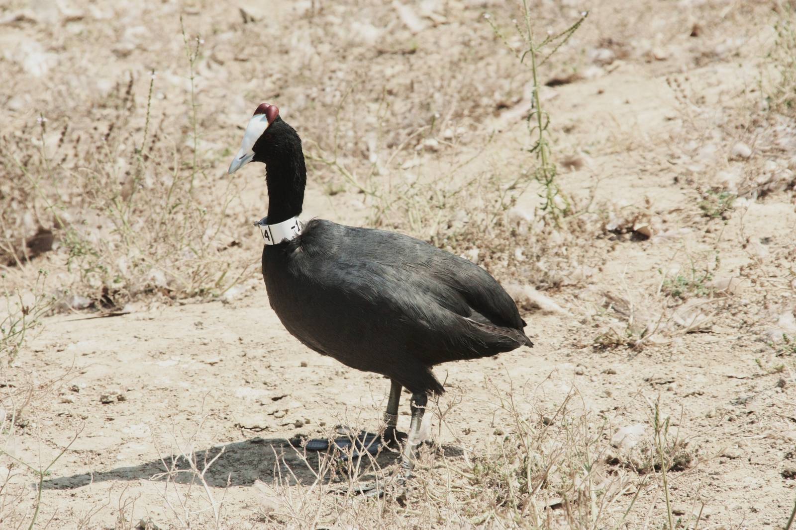Canada de los Pájaros - parque de aves