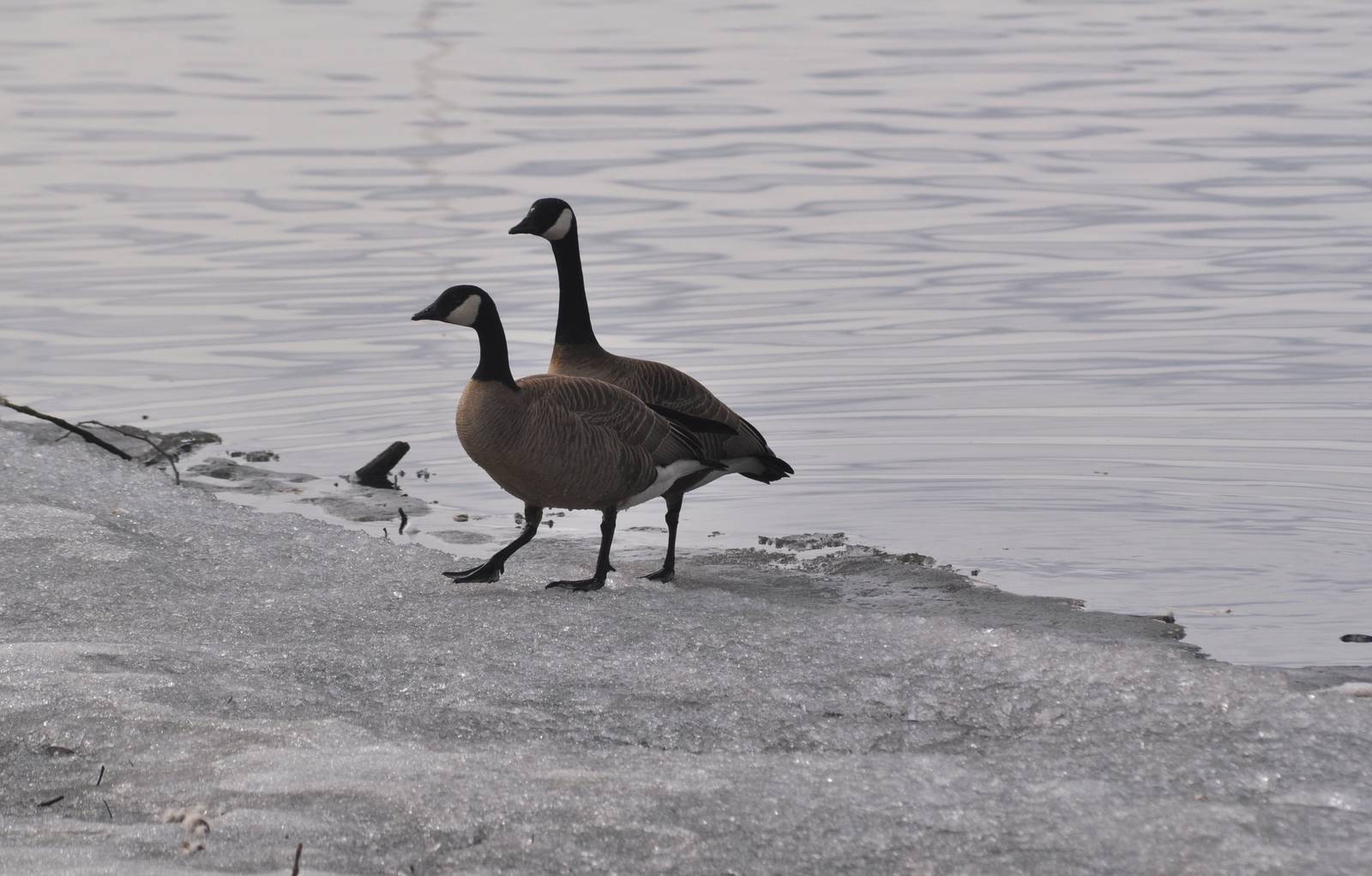 Canada Geese - Alaska