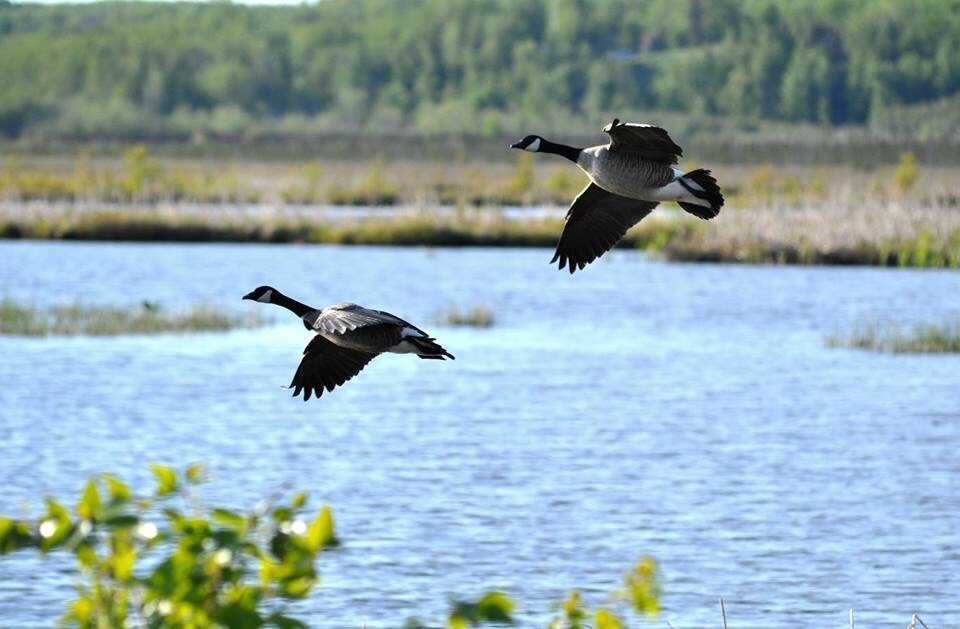 Canada Geese - Alaska