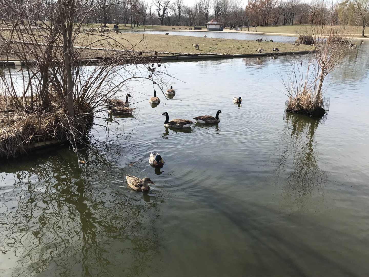 Canada geese and Mallards in Washington, D.C.